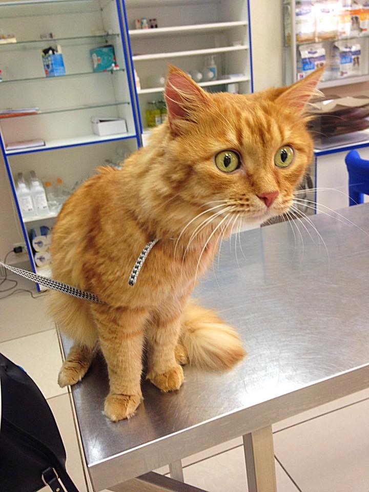 Запись от 01.03.2017