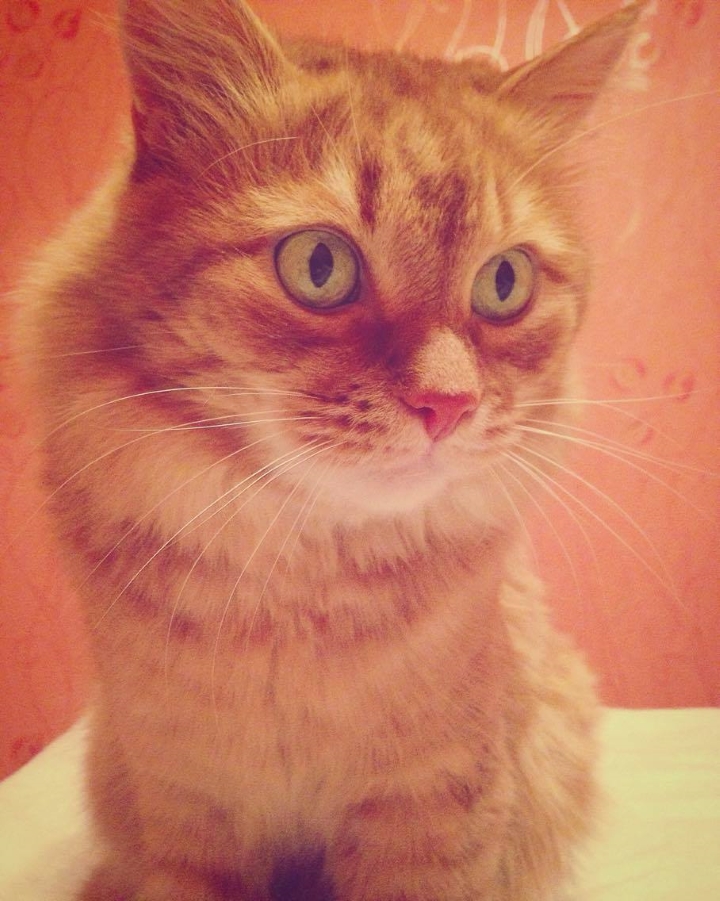 Запись от 06.04.2017