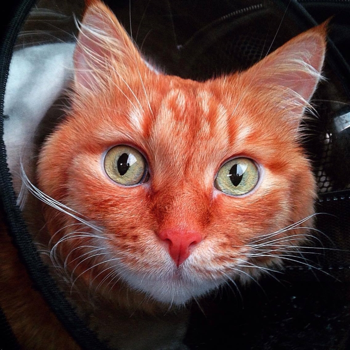 Запись от 09.03.2017