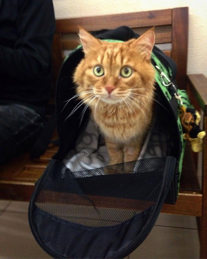 Запись от 16.03.2017