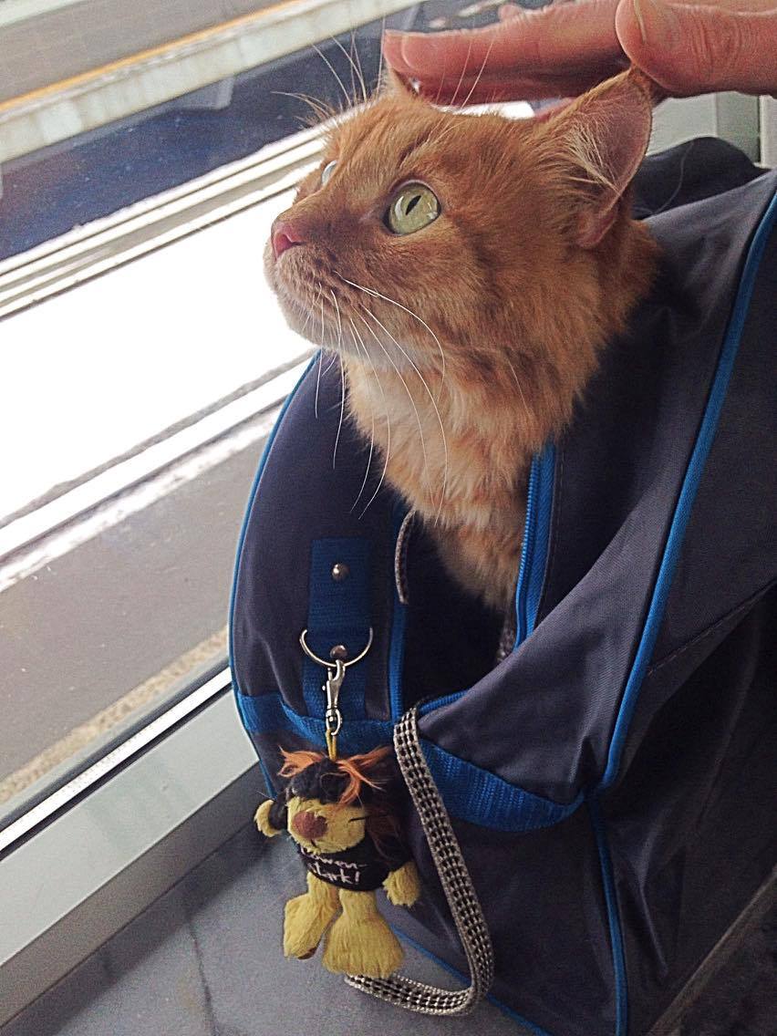 Запись от 17.02.2017