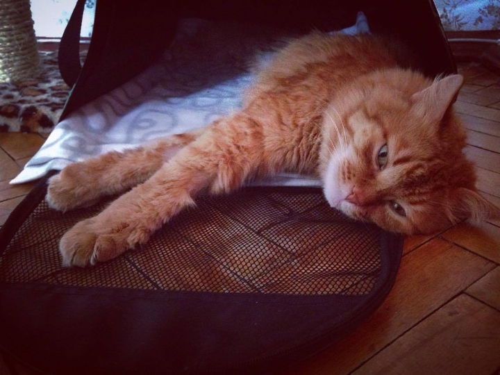 Запись от 18.03.2017