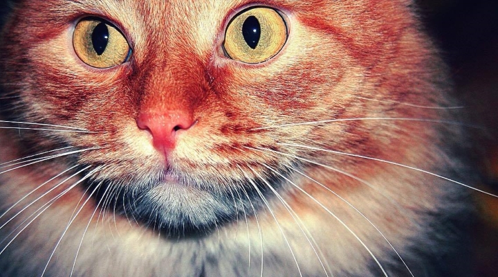 Запись от 28.03.2017